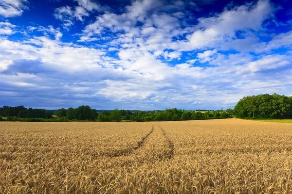 Zapasy w przedsiębiorstwie rolniczym - konieczność czy zapobiegliwość