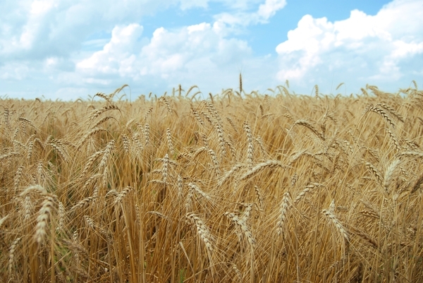 Logistyka dystrybucji nasion zbóż w przedsiębiorstwach nasiennych