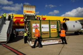 DHL przetransportował trzy nosorożce do Tanzanii 