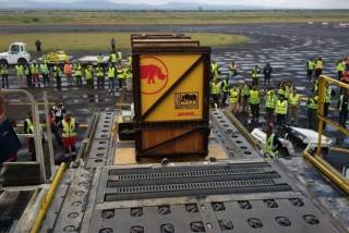 DHL dostarczył nosorożca czarnego do Afryki