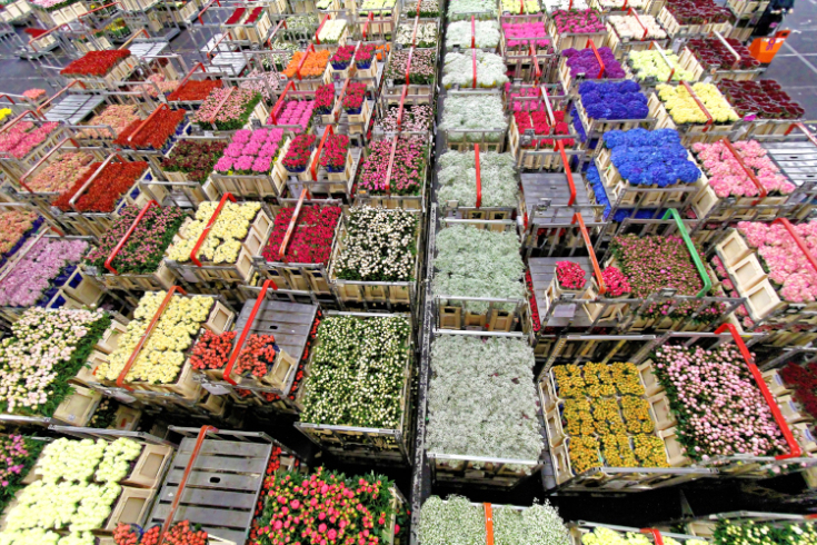 Logistyka kwiatów i Walentynki