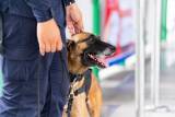 Jak można uzyskać wpis na listę agentów celnych w Polsce?
